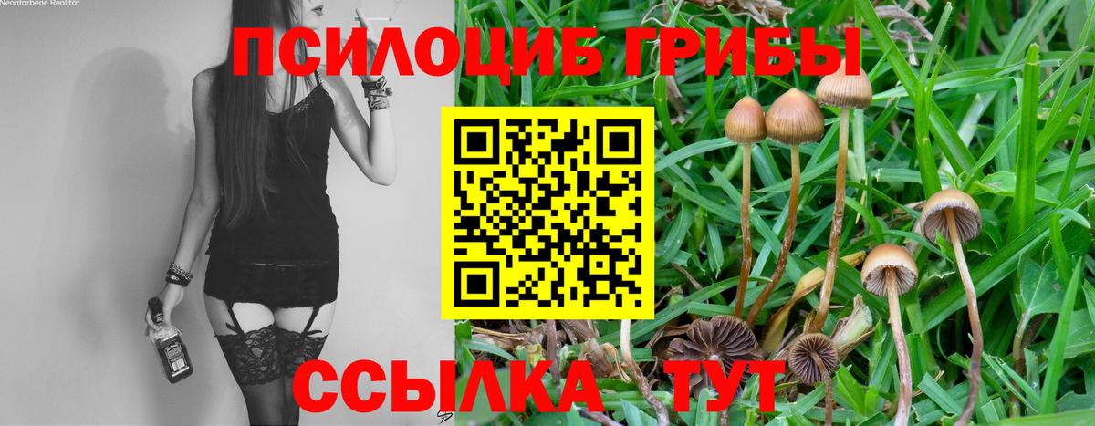 Галлюциногенные грибы Psilocybe  Вход с VPN  Чита 